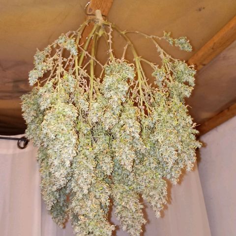 Blueberry Zkittlez Automatic growlog timeline photo