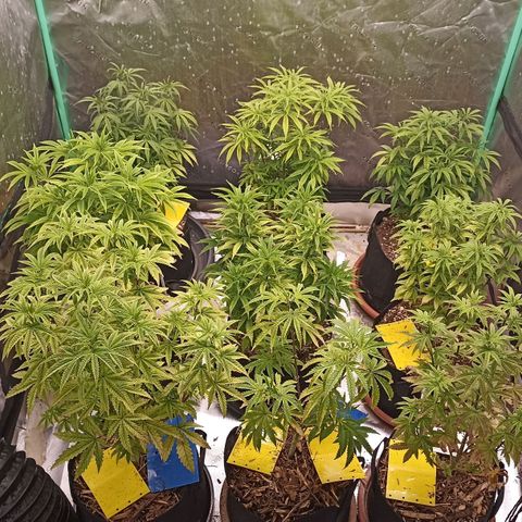 Blueberry Zkittlez Automatic growlog timeline photo