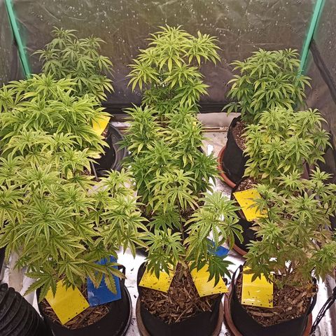 Blueberry Zkittlez Automatic growlog timeline photo