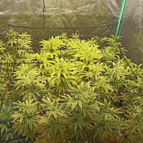 Blueberry Zkittlez Automatic growlog timeline photo