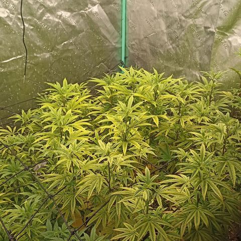 Blueberry Zkittlez Automatic growlog timeline photo