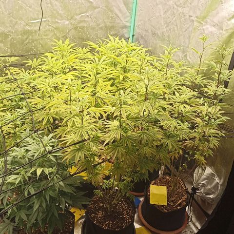 Blueberry Zkittlez Automatic growlog timeline photo