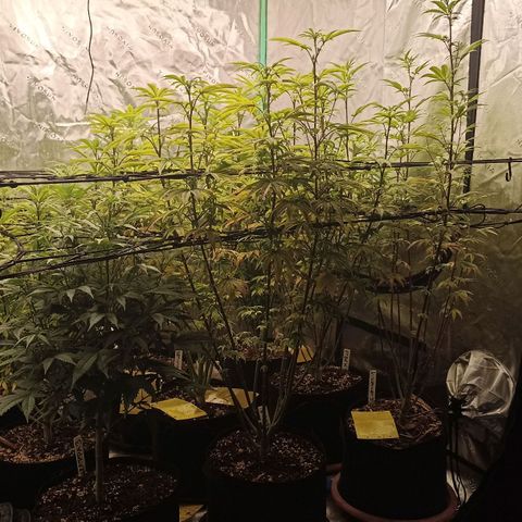 Blueberry Zkittlez Automatic growlog timeline photo