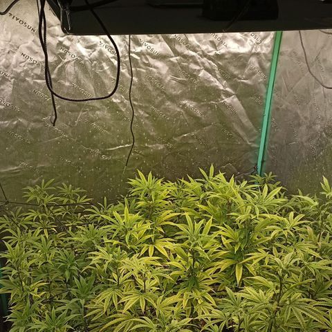 Blueberry Zkittlez Automatic growlog timeline photo