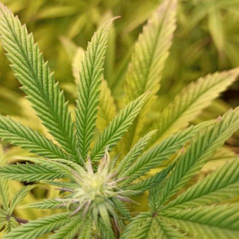 Blueberry Zkittlez Automatic growlog timeline photo