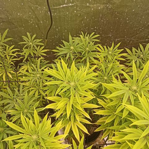 Blueberry Zkittlez Automatic growlog timeline photo