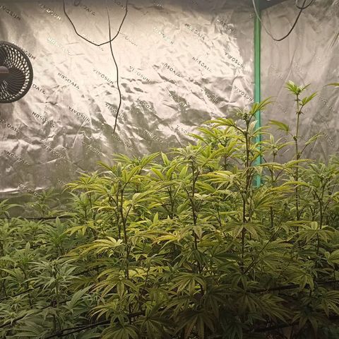Blueberry Zkittlez Automatic growlog timeline photo