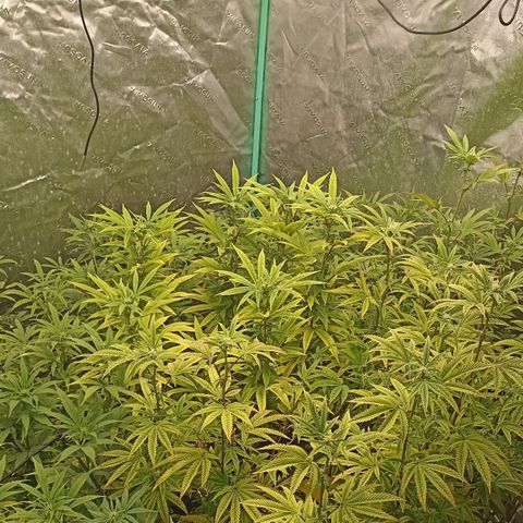 Blueberry Zkittlez Automatic growlog timeline photo