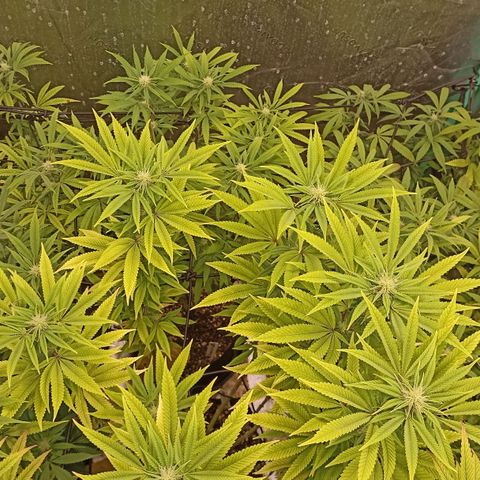 Blueberry Zkittlez Automatic growlog timeline photo