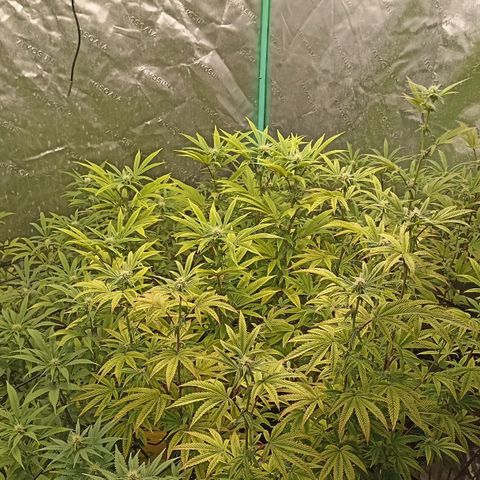 Blueberry Zkittlez Automatic growlog timeline photo