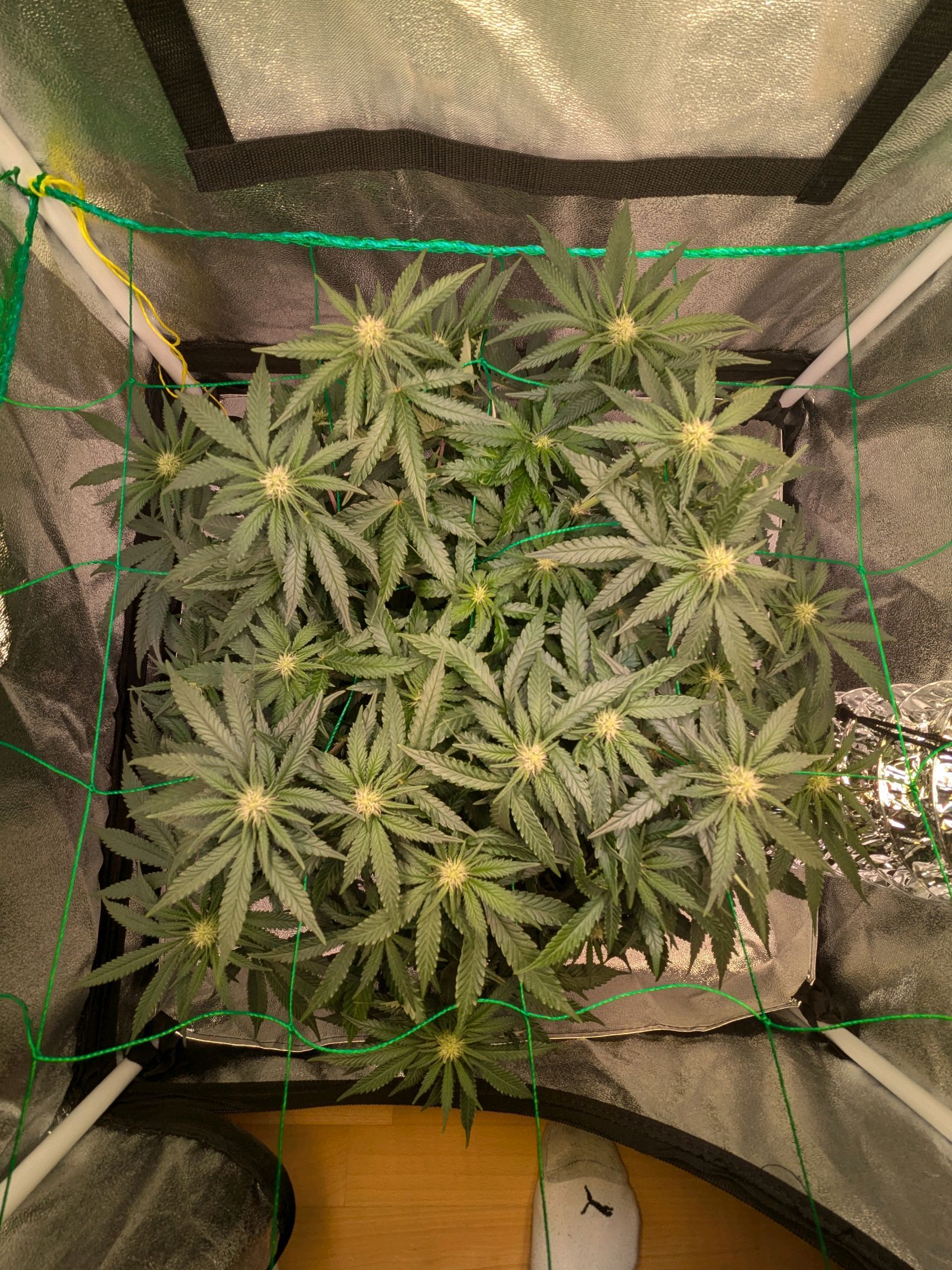 Lemon shining silver haze growlog header