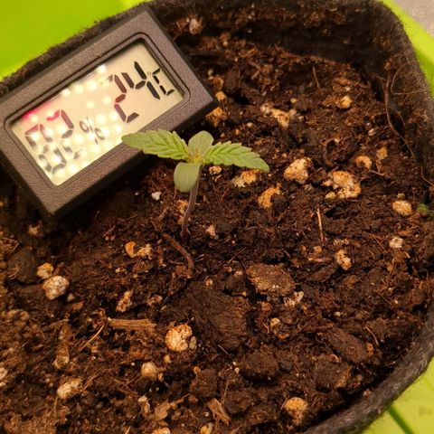 Lemon shining silver haze growlog timeline photo