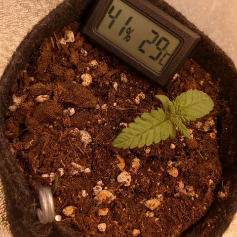 Lemon shining silver haze growlog timeline photo