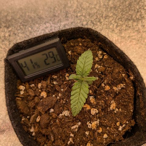 Lemon shining silver haze growlog timeline photo