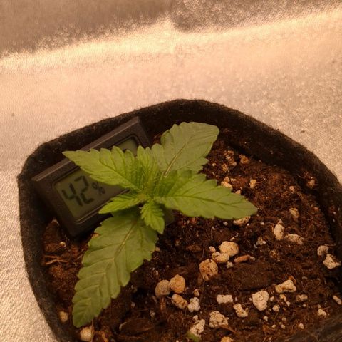 Lemon shining silver haze growlog timeline photo