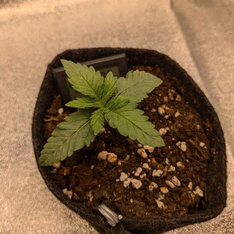 Lemon shining silver haze growlog timeline photo