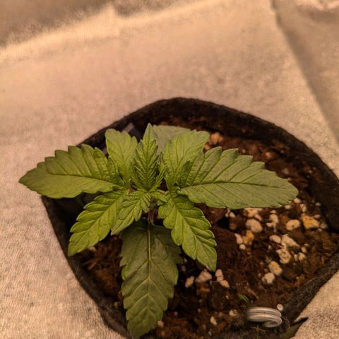 Lemon shining silver haze growlog timeline photo