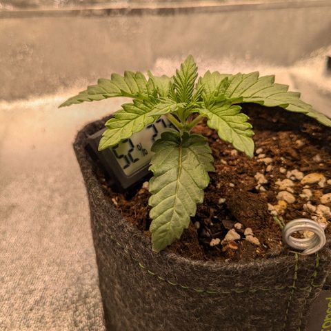Lemon shining silver haze growlog timeline photo