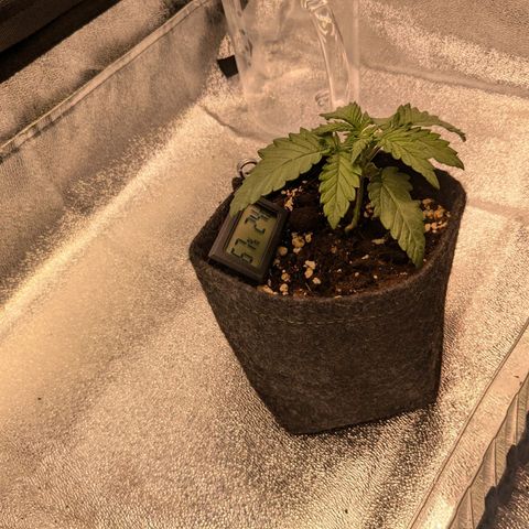 Lemon shining silver haze growlog timeline photo