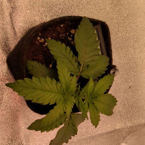 Lemon shining silver haze growlog timeline photo