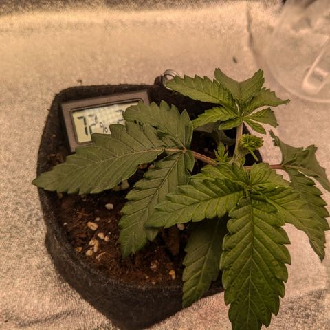 Lemon shining silver haze growlog timeline photo