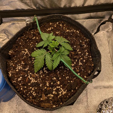 Lemon shining silver haze growlog timeline photo