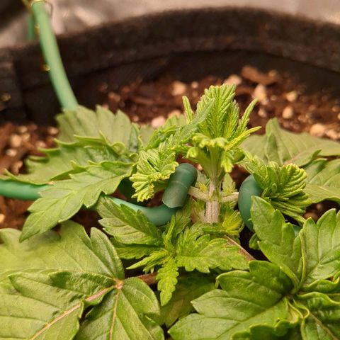 Lemon shining silver haze growlog timeline photo