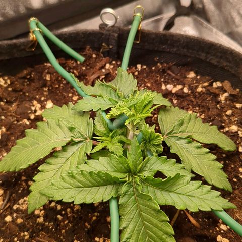Lemon shining silver haze growlog timeline photo