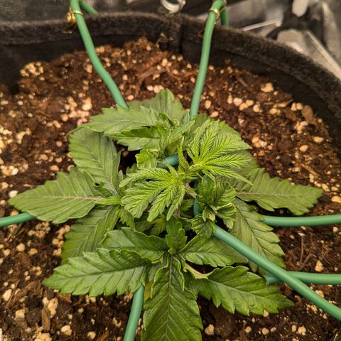 Lemon shining silver haze growlog timeline photo