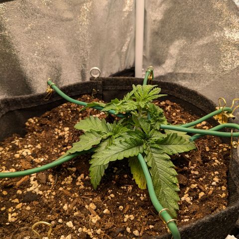 Lemon shining silver haze growlog timeline photo