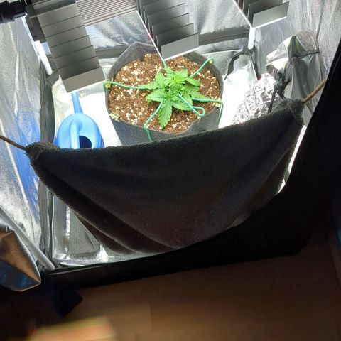 Lemon shining silver haze growlog timeline photo