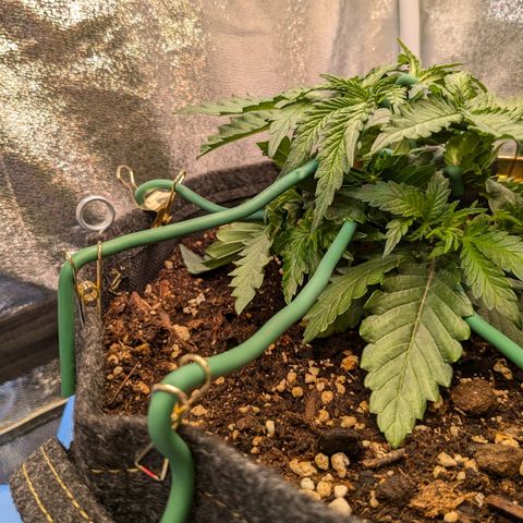 Lemon shining silver haze growlog timeline photo