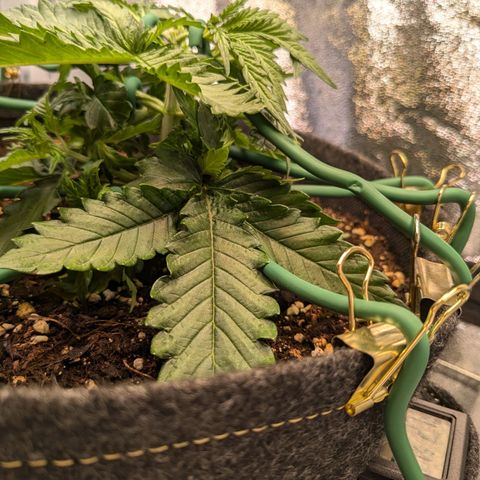 Lemon shining silver haze growlog timeline photo