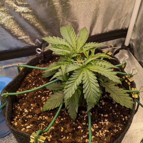 Lemon shining silver haze growlog timeline photo