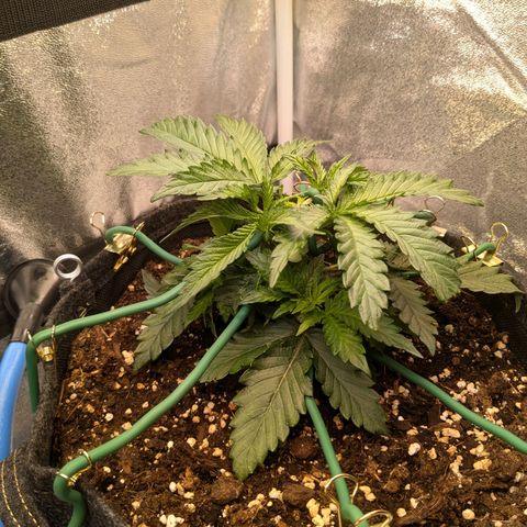 Lemon shining silver haze growlog timeline photo