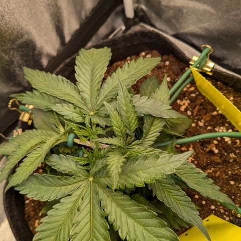 Lemon shining silver haze growlog timeline photo