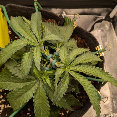 Lemon shining silver haze growlog timeline photo