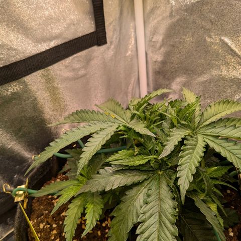 Lemon shining silver haze growlog timeline photo