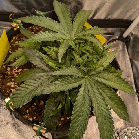 Lemon shining silver haze growlog timeline photo