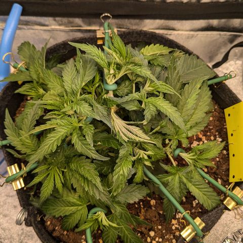 Lemon shining silver haze growlog photo: Remove huge leaves 