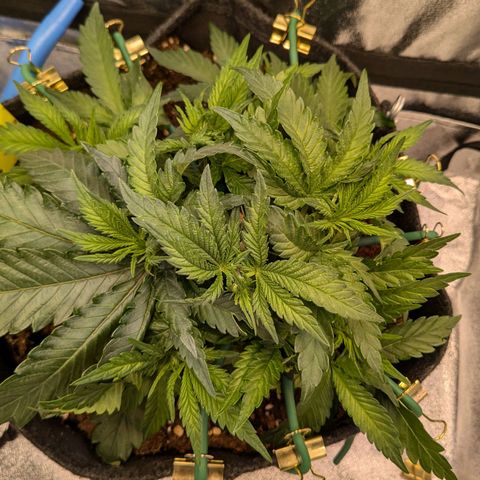 Lemon shining silver haze growlog timeline photo