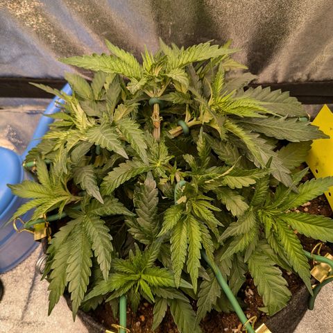 Lemon shining silver haze growlog timeline photo