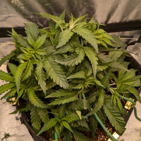 Lemon shining silver haze growlog timeline photo