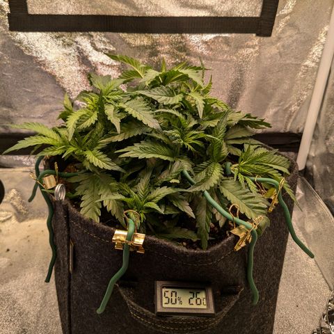 Lemon shining silver haze growlog timeline photo