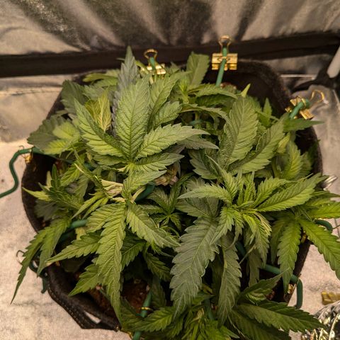 Lemon shining silver haze growlog timeline photo