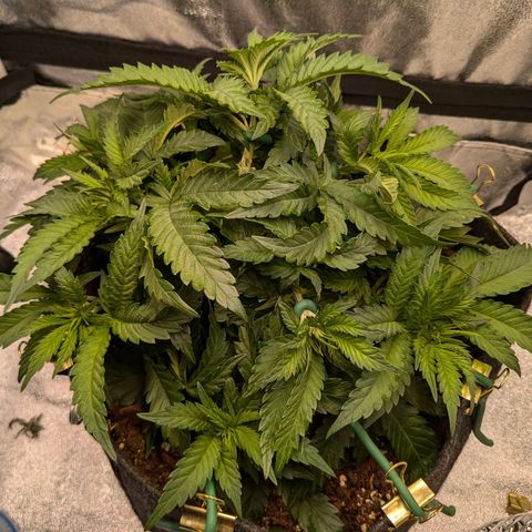 Lemon shining silver haze growlog timeline photo