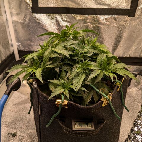 Lemon shining silver haze growlog timeline photo