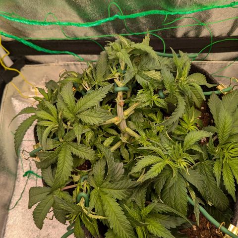 Lemon shining silver haze growlog timeline photo