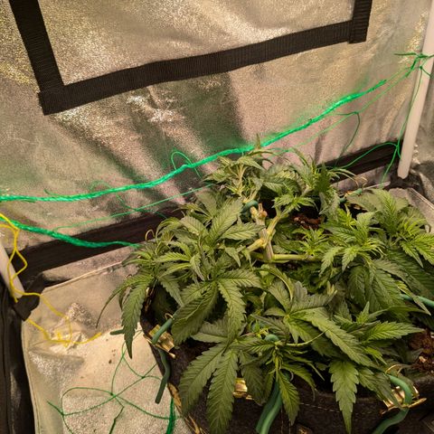 Lemon shining silver haze growlog timeline photo