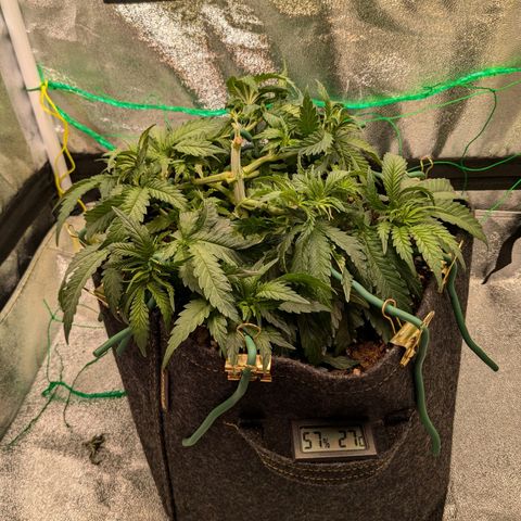 Lemon shining silver haze growlog timeline photo